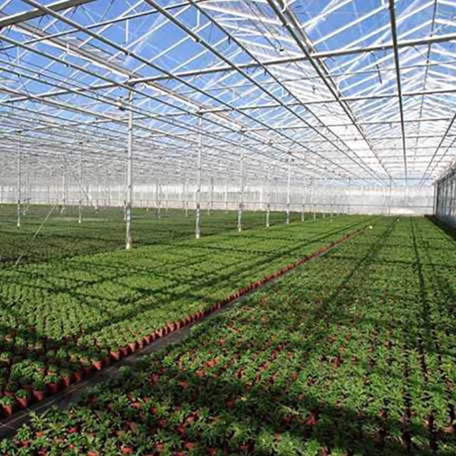 Pepper Greenhouse